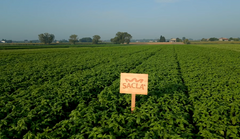 SACLA Pesto alla Genovese (Classic Basil Pesto) | 6.7 oz